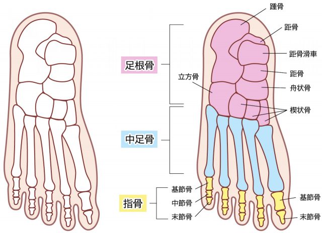 足根骨