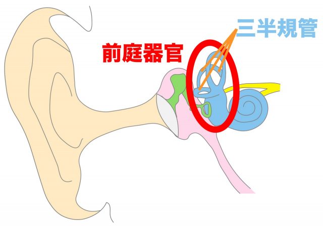 三半規管