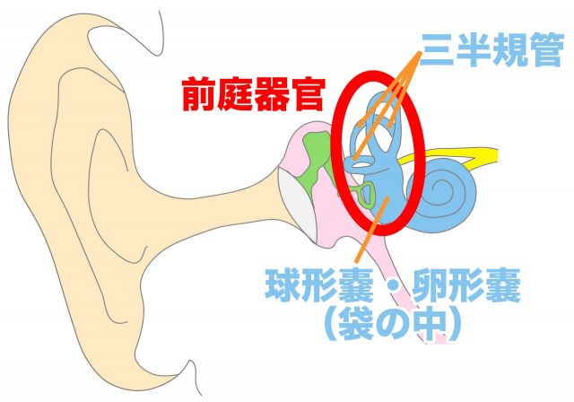 前庭器官　三半規管