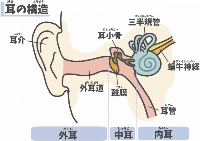 内耳　三半規管