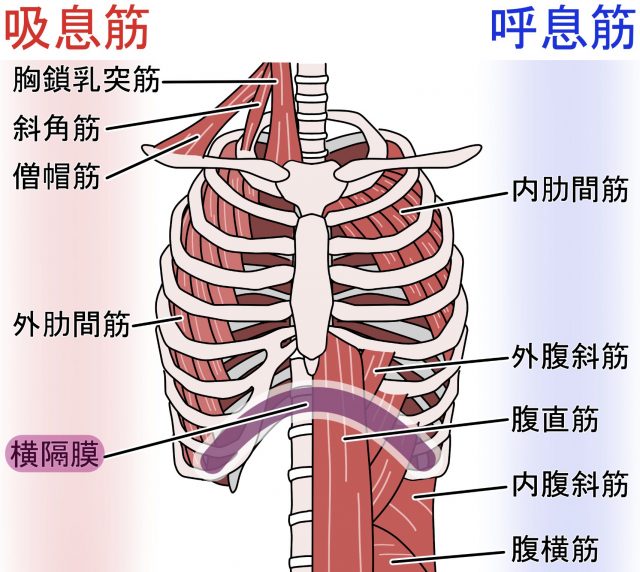 呼吸筋　横隔膜