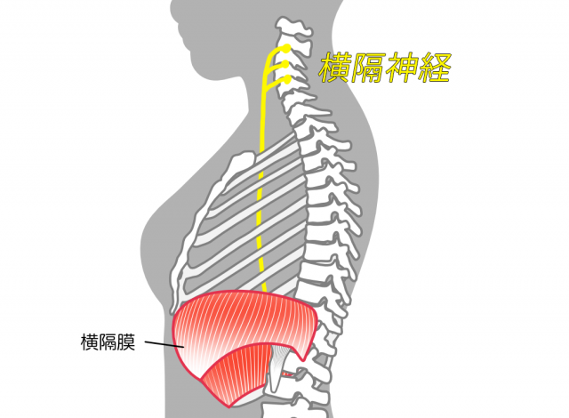 横隔膜　横隔神経