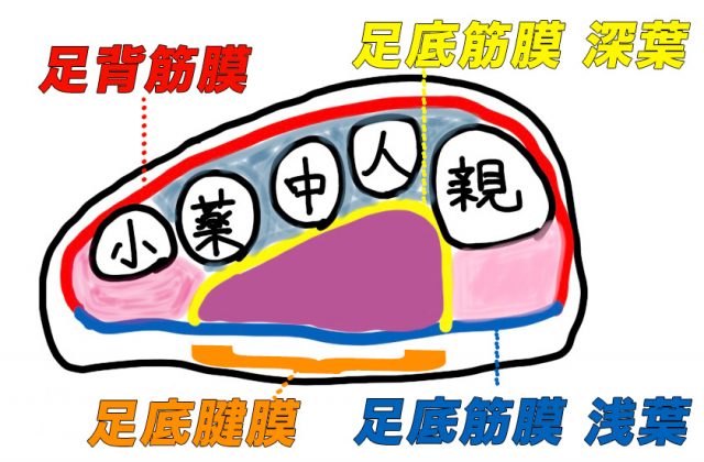 足底腱膜　足底筋膜　違い