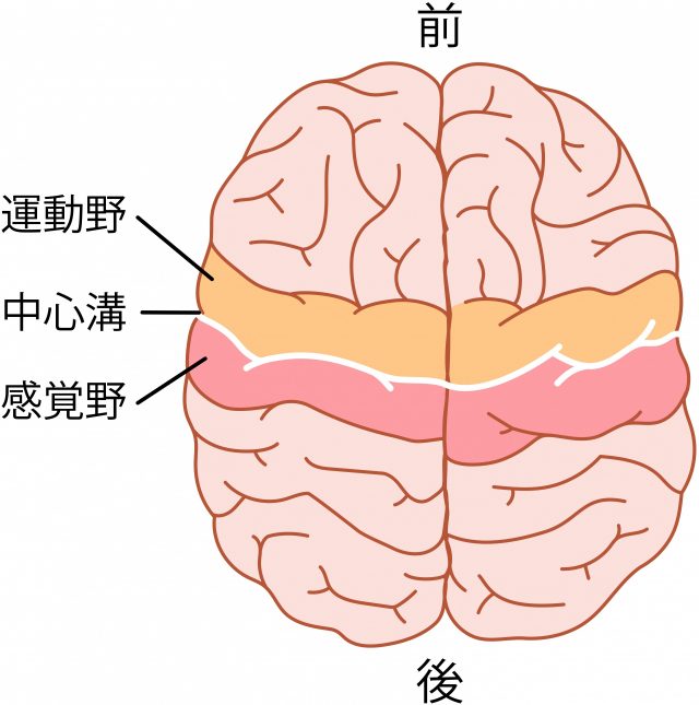 脳　運動野　感覚野