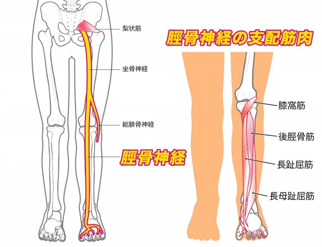 脛骨神経