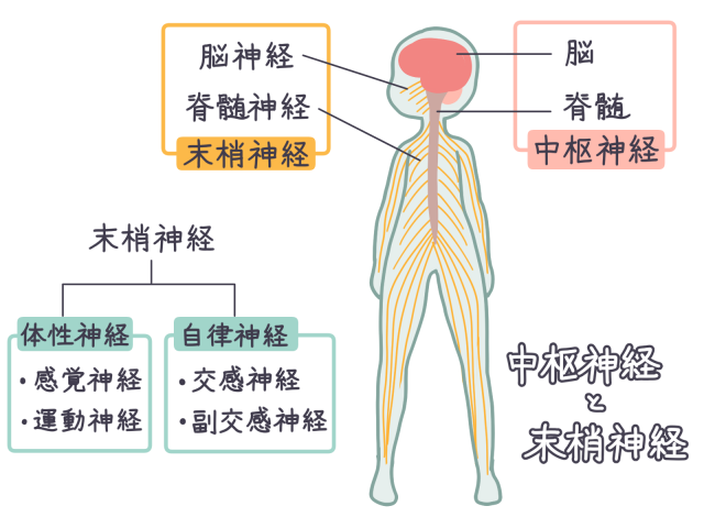 中枢神経　末梢神経　脳　神経学　自律神経