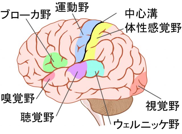 運動野　感覚野