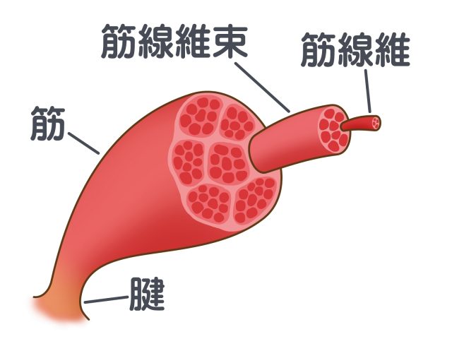 筋肉　腱