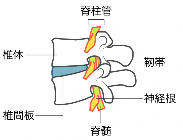 神経根　脊髄