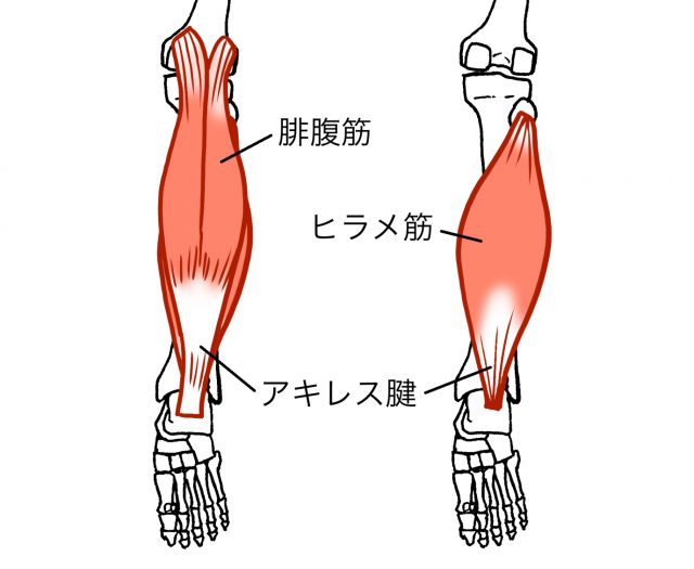 腓腹筋　ヒラメ筋　アキレス腱