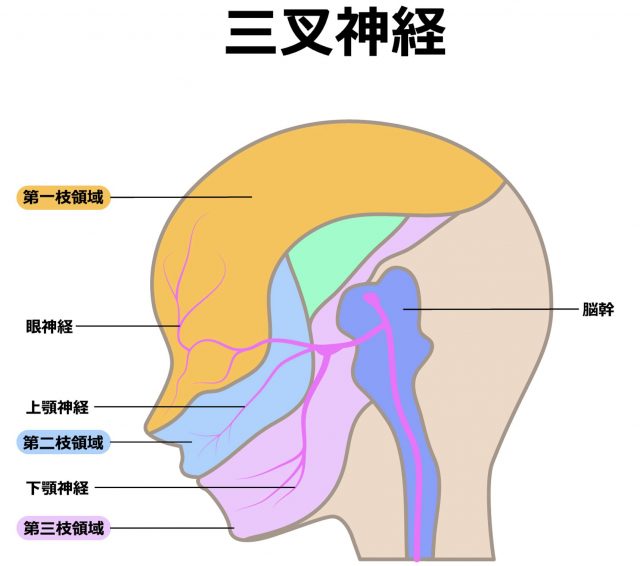 三叉神経