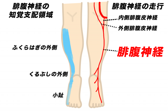 腓腹神経