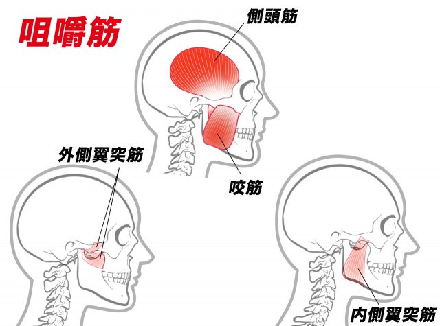 咀嚼筋　三叉神経第三枝