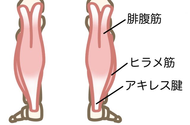 腓腹筋　ヒラメ筋　アキレス腱