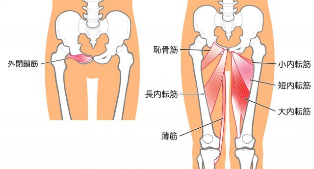 内転筋群　外閉鎖筋　閉鎖神経