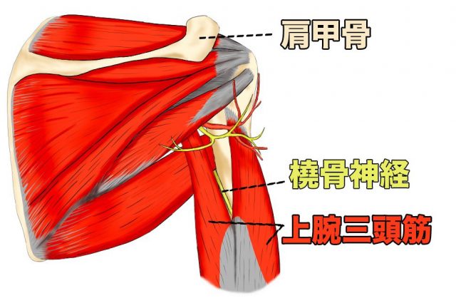 橈骨神経　肩甲骨　上腕三頭筋