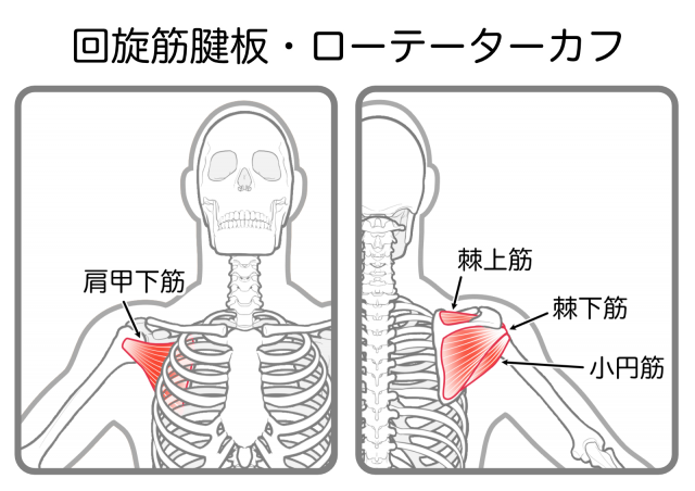 回旋筋腱板　ローテーターカフ