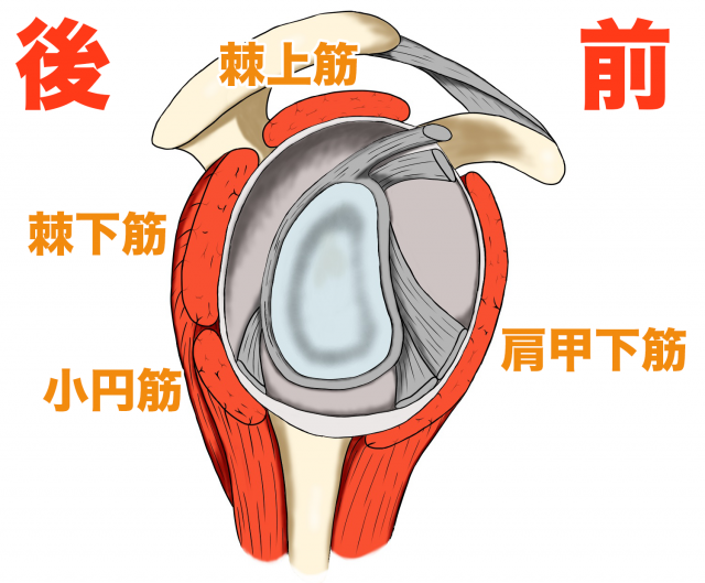 回旋筋腱板　ローテーターカフ