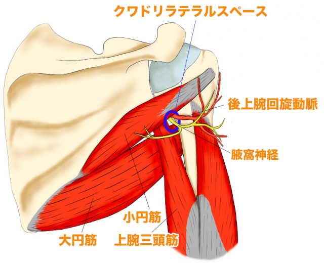 腋窩神経　クワドリラテラルスペース