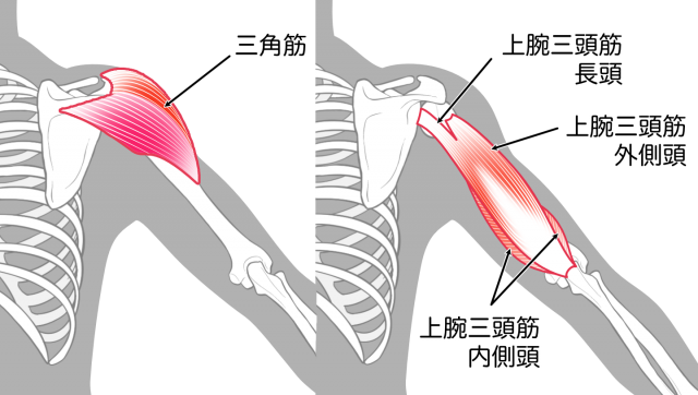 三角筋　上腕三頭筋