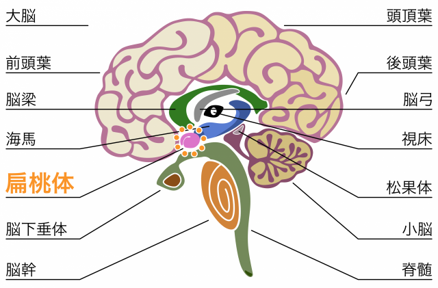 脳　扁桃体