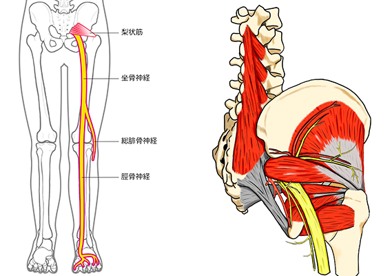 坐骨神経