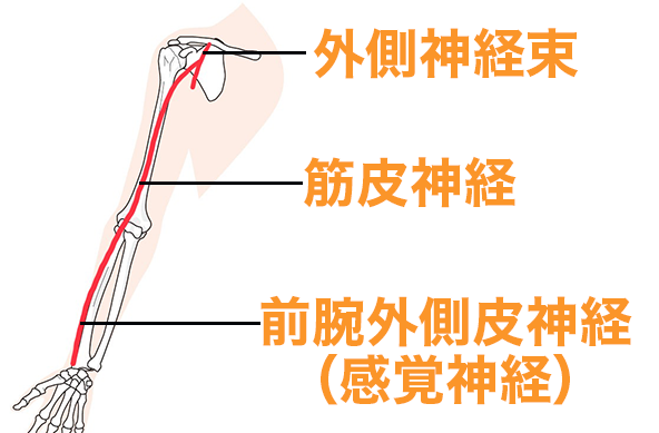 外側神経束　筋皮神経　前腕外側皮神経.png