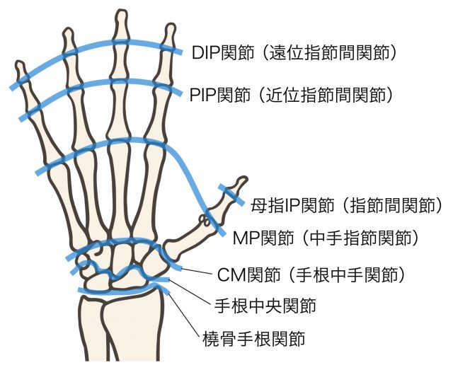 手関節