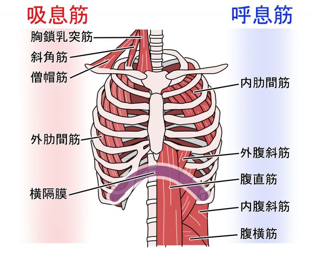 胸鎖乳突筋　僧帽筋