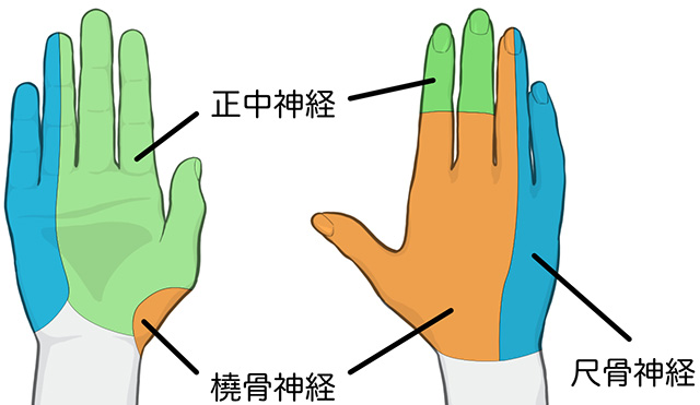 橈骨神経　感覚領域　正中神経　尺骨神経