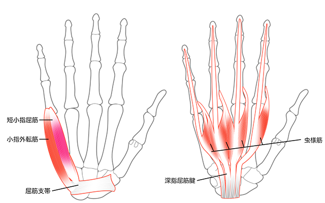 尺骨神経支配　筋肉