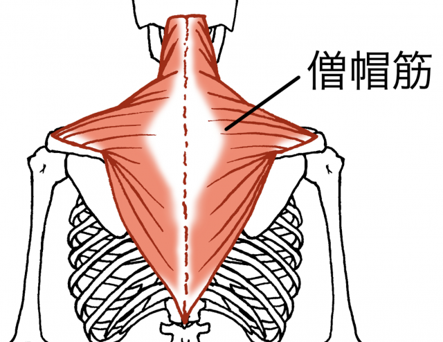 僧帽筋