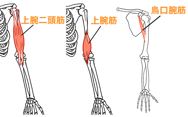 筋皮神経　上腕二頭筋　上腕筋　烏口腕筋