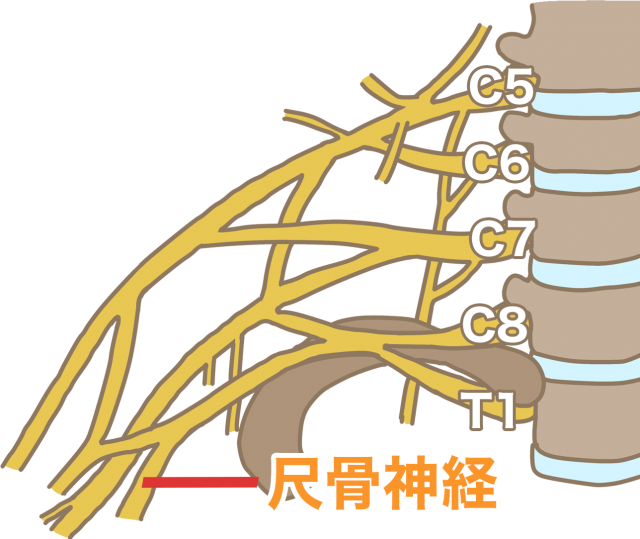 腕神経叢　尺骨神経