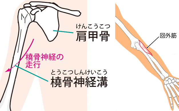 橈骨神経溝　回外筋