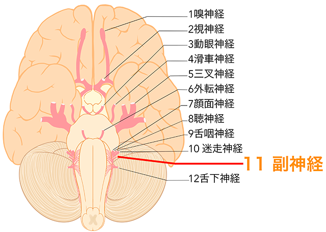 副神経
