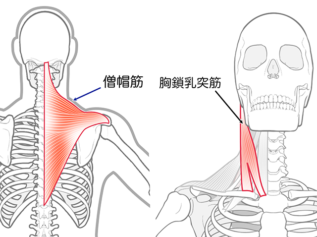 副神経支配　僧帽筋　胸鎖乳突筋