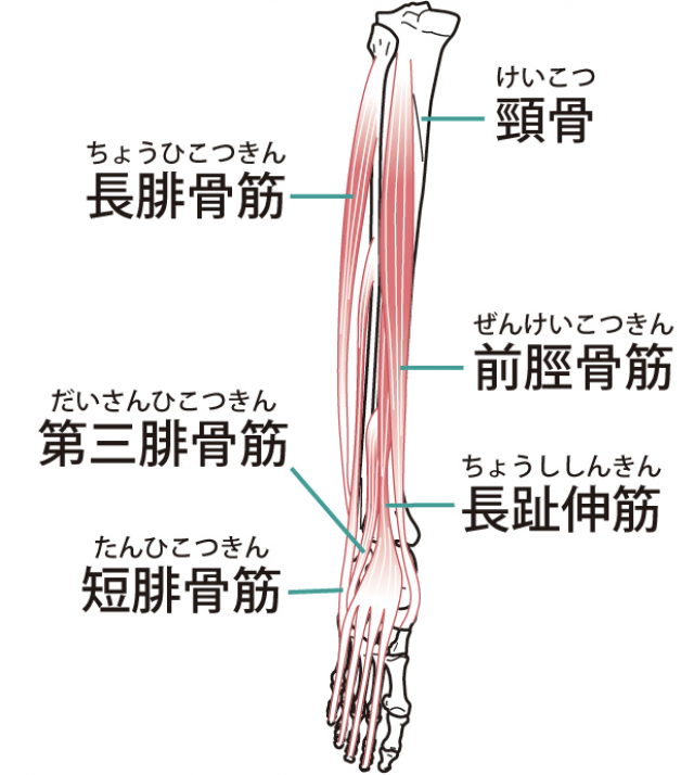 腓骨筋　前脛骨筋　長趾伸筋