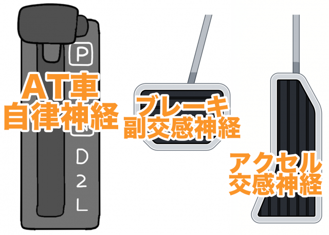 AT車　自律神経