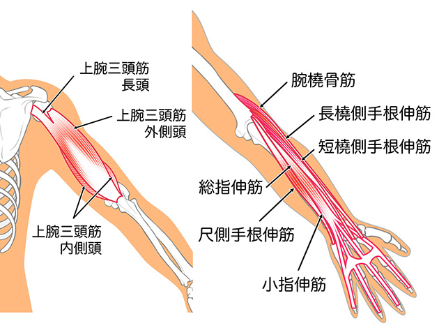 橈骨神経支配筋肉
