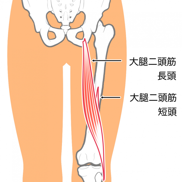 大腿二頭筋　短頭