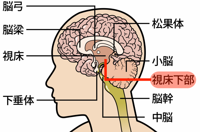 視床下部