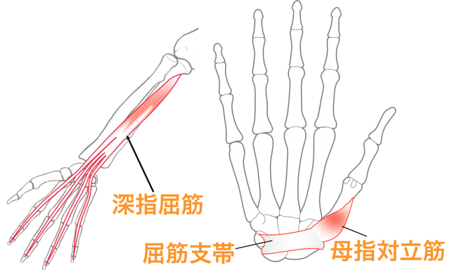 深指屈筋　母指対立筋　屈筋支帯