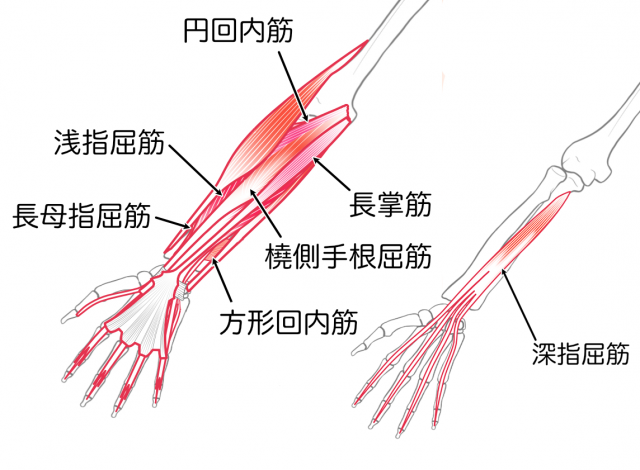 正中神経支配筋肉